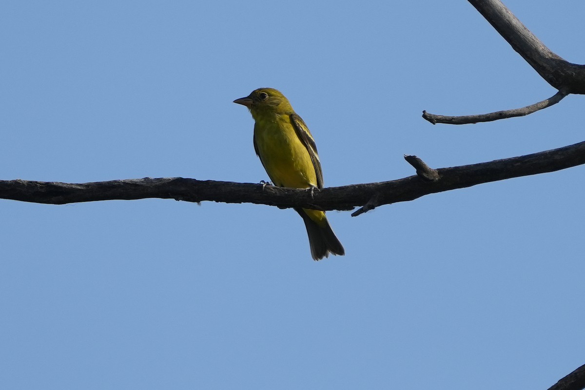 Western Tanager - ML643012721