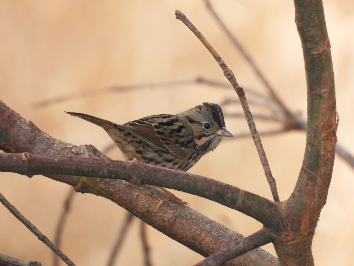 Lincoln's Sparrow - ML643012722