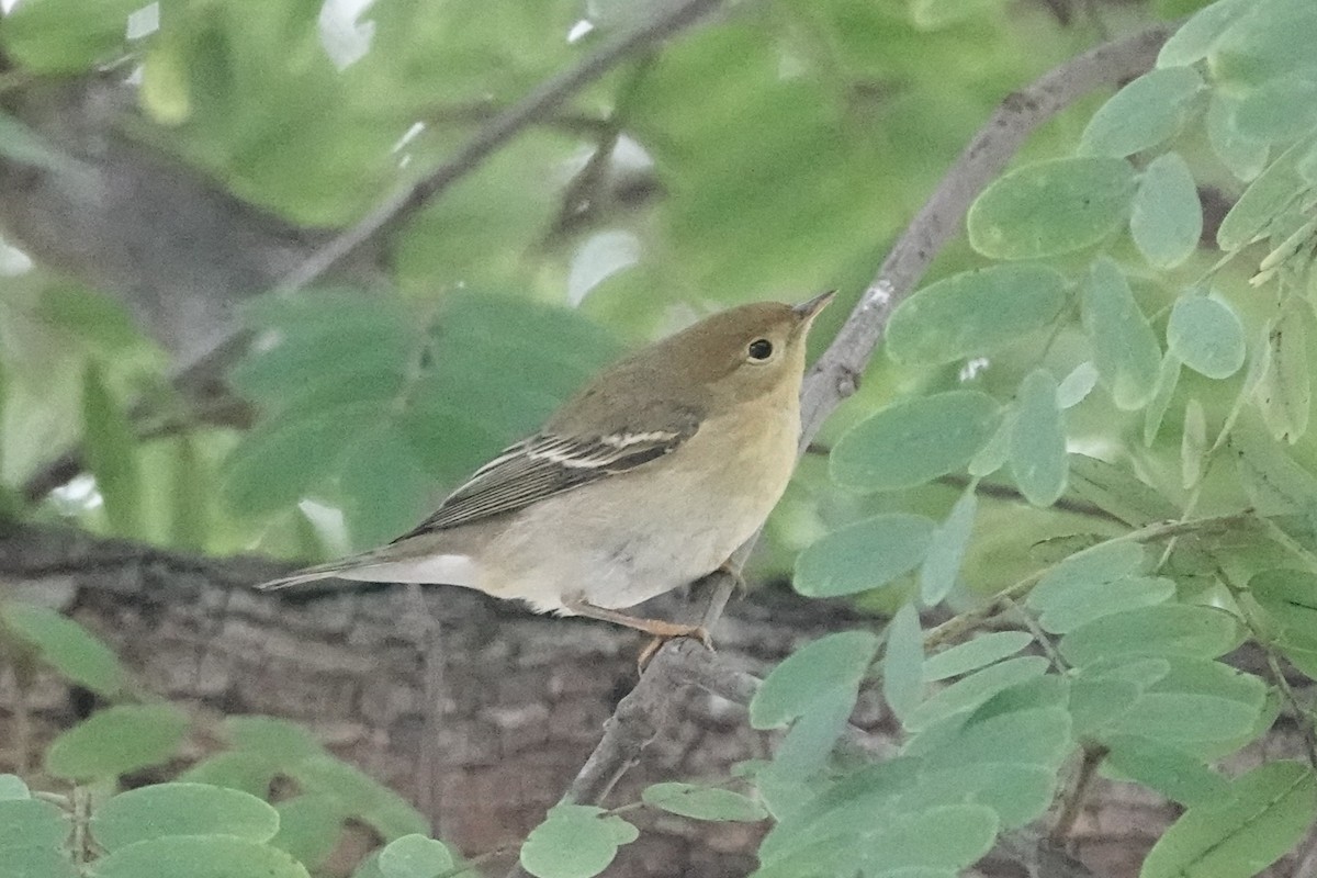 Blackpoll Warbler - ML643012723