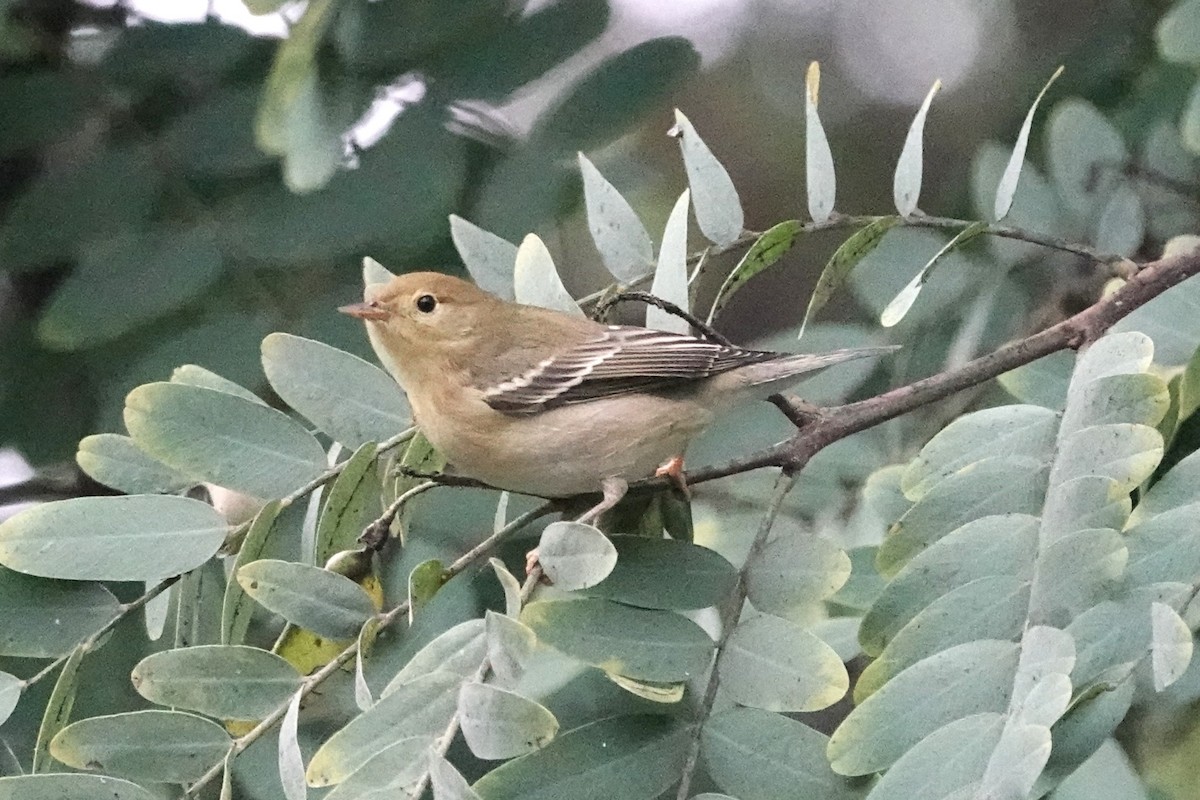 Blackpoll Warbler - ML643012724