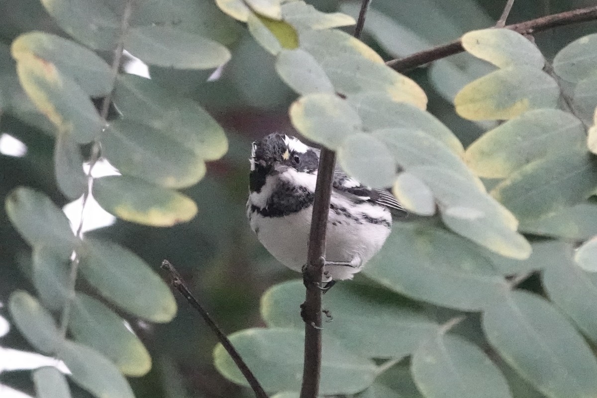 Black-throated Gray Warbler - ML643012729