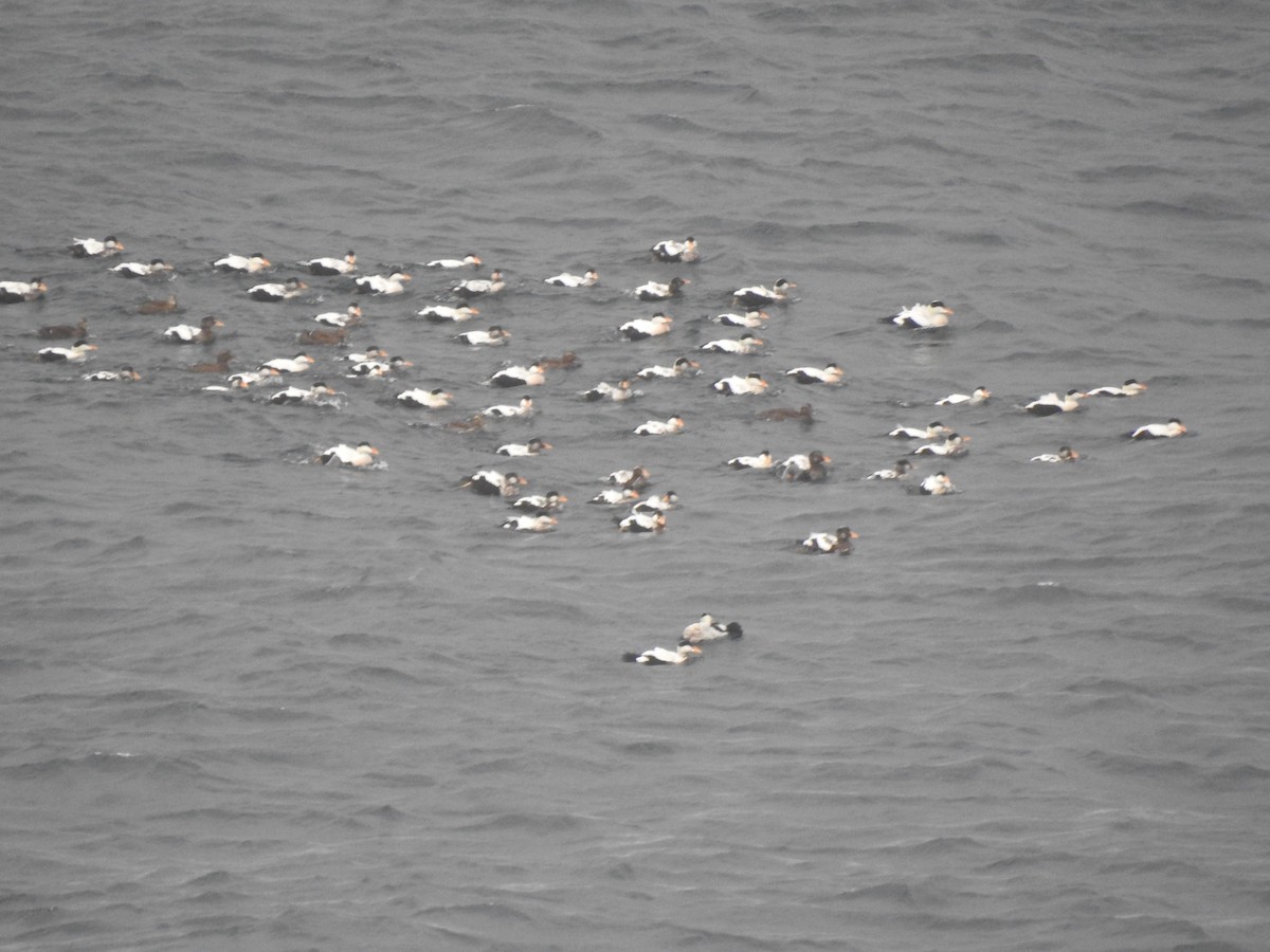 Eider arrunta (v-nigrum) - ML643012735