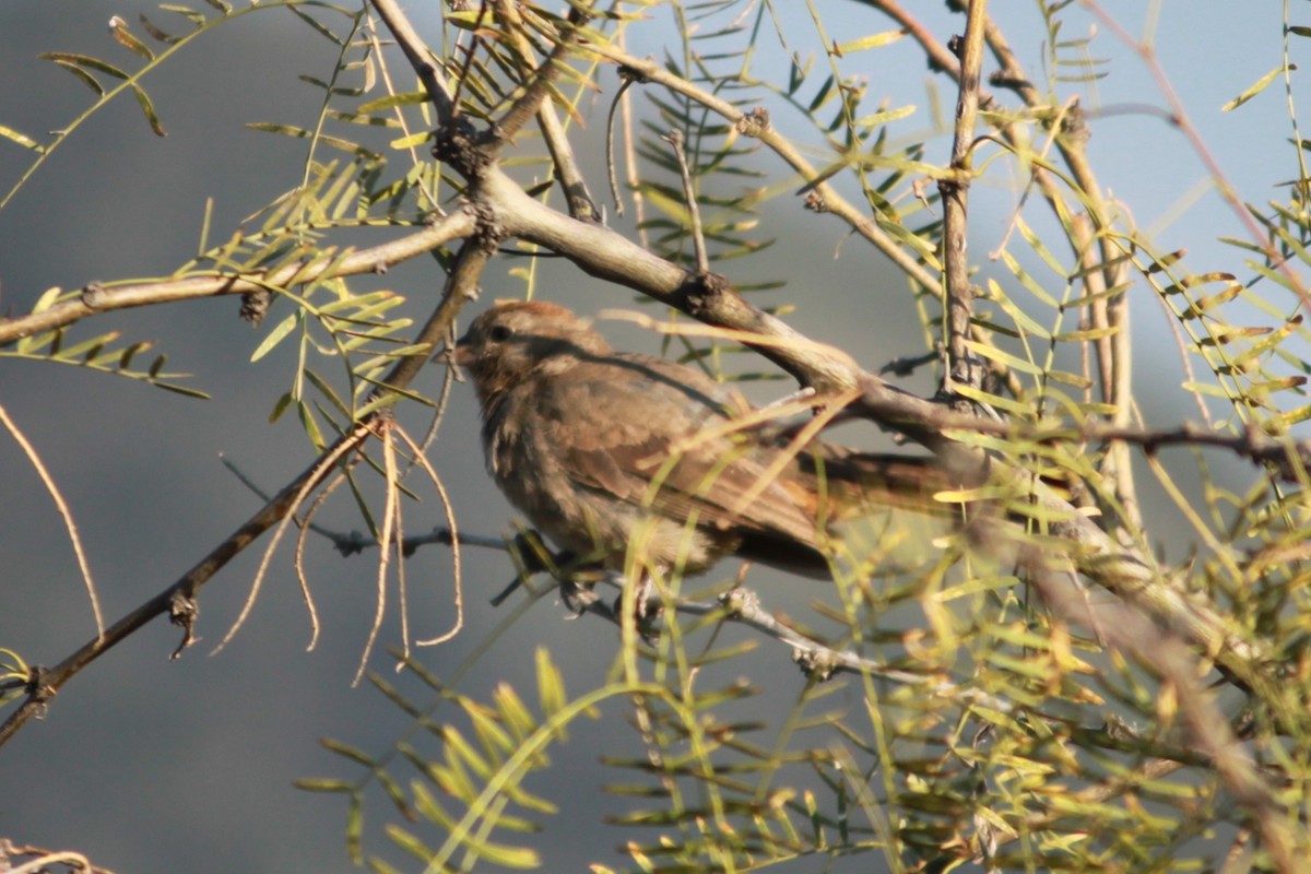 Canyon Towhee - ML643012736