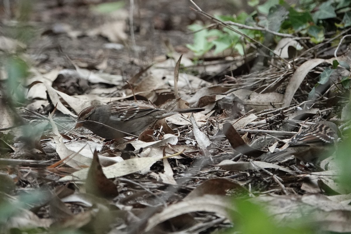 White-crowned Sparrow - ML643012737