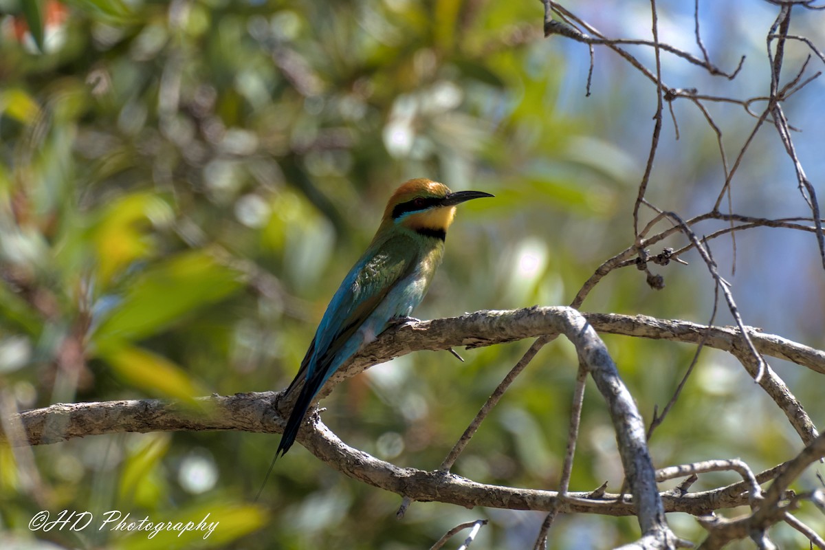 Rainbow Bee-eater - ML643012738