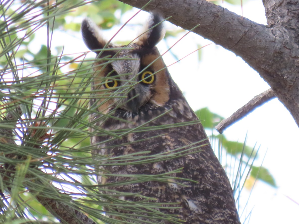 Long-eared Owl - ML643012744