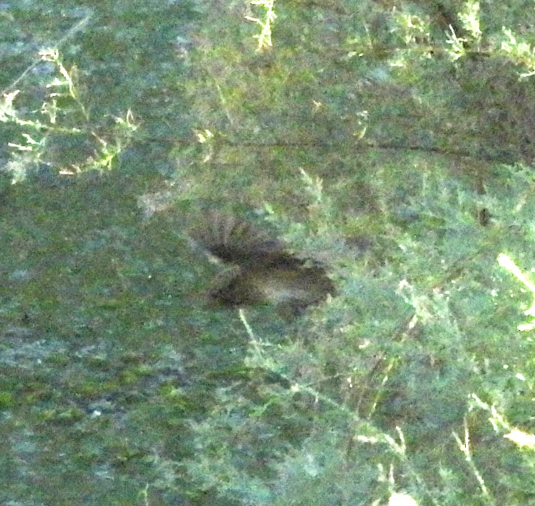 Paseriformea sp. - ML643012747