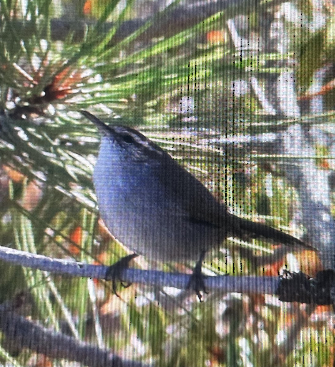 Bewick's Wren - ML643012754