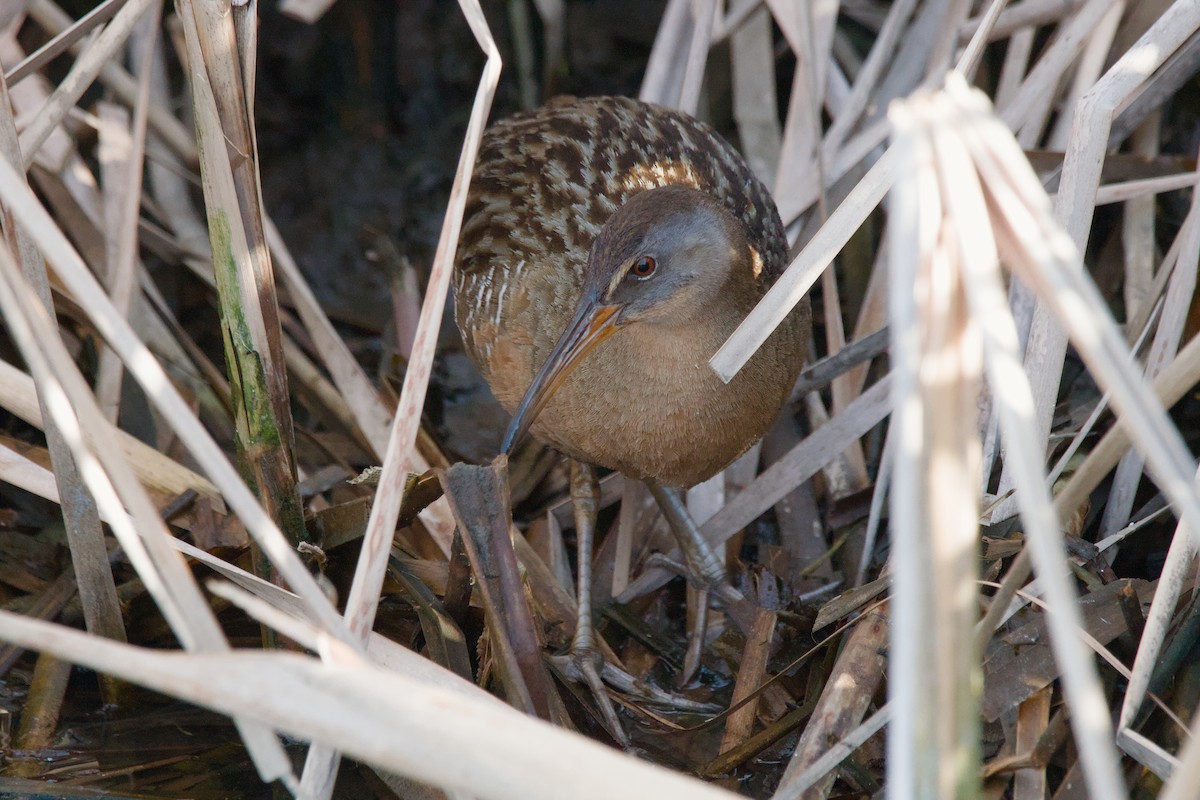 Clapper Rail - ML643012756