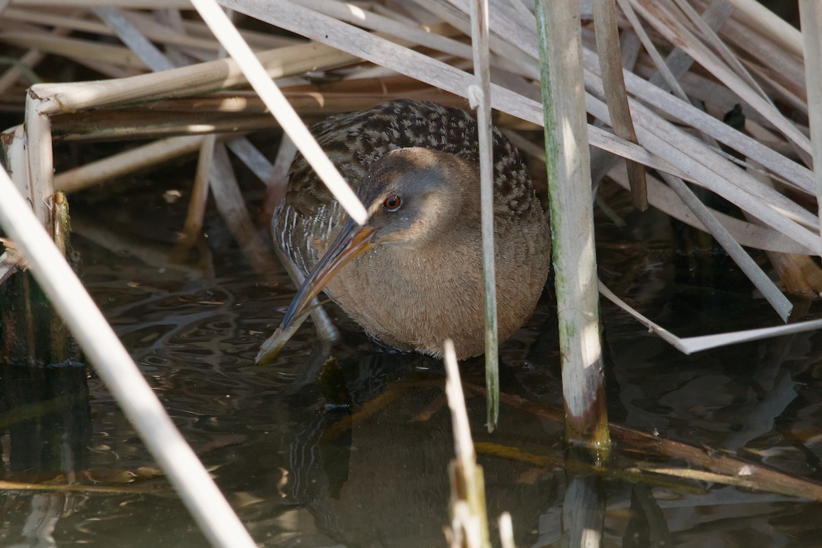 Clapper Rail - ML643012759