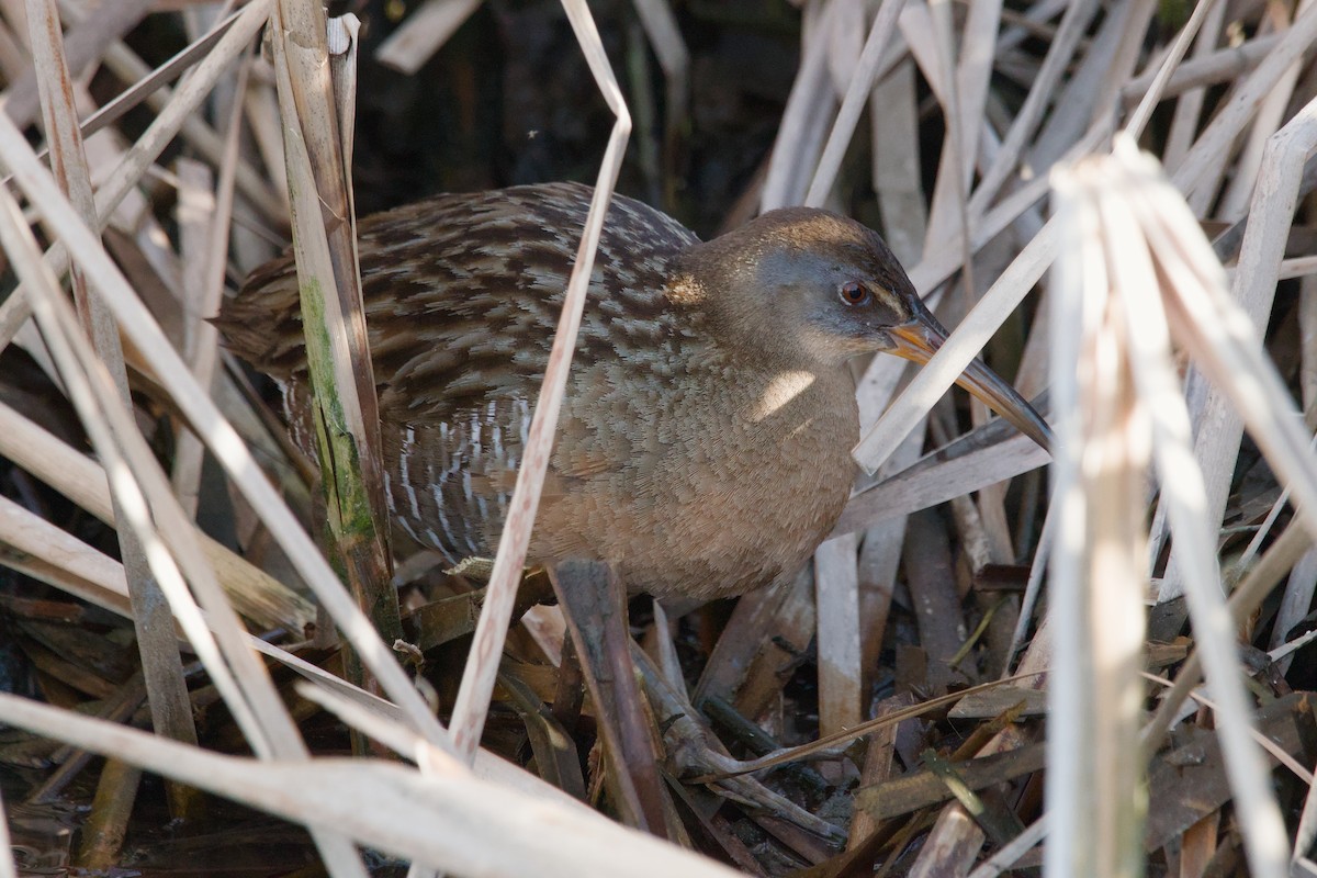 Clapper Rail - ML643012760