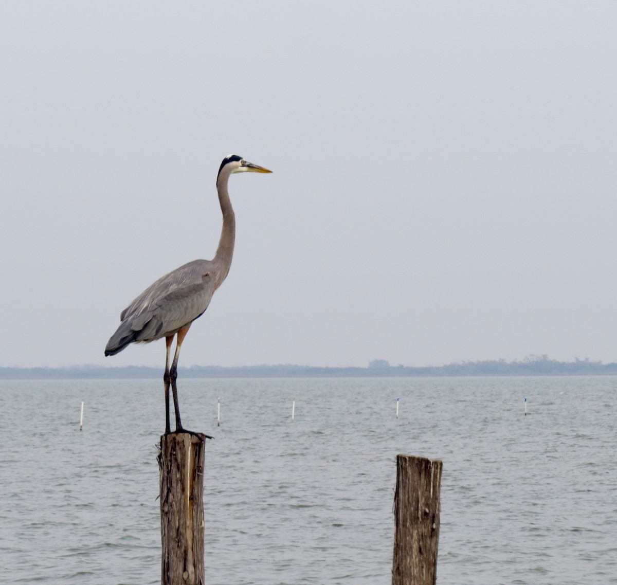 Great Blue Heron - ML643012763