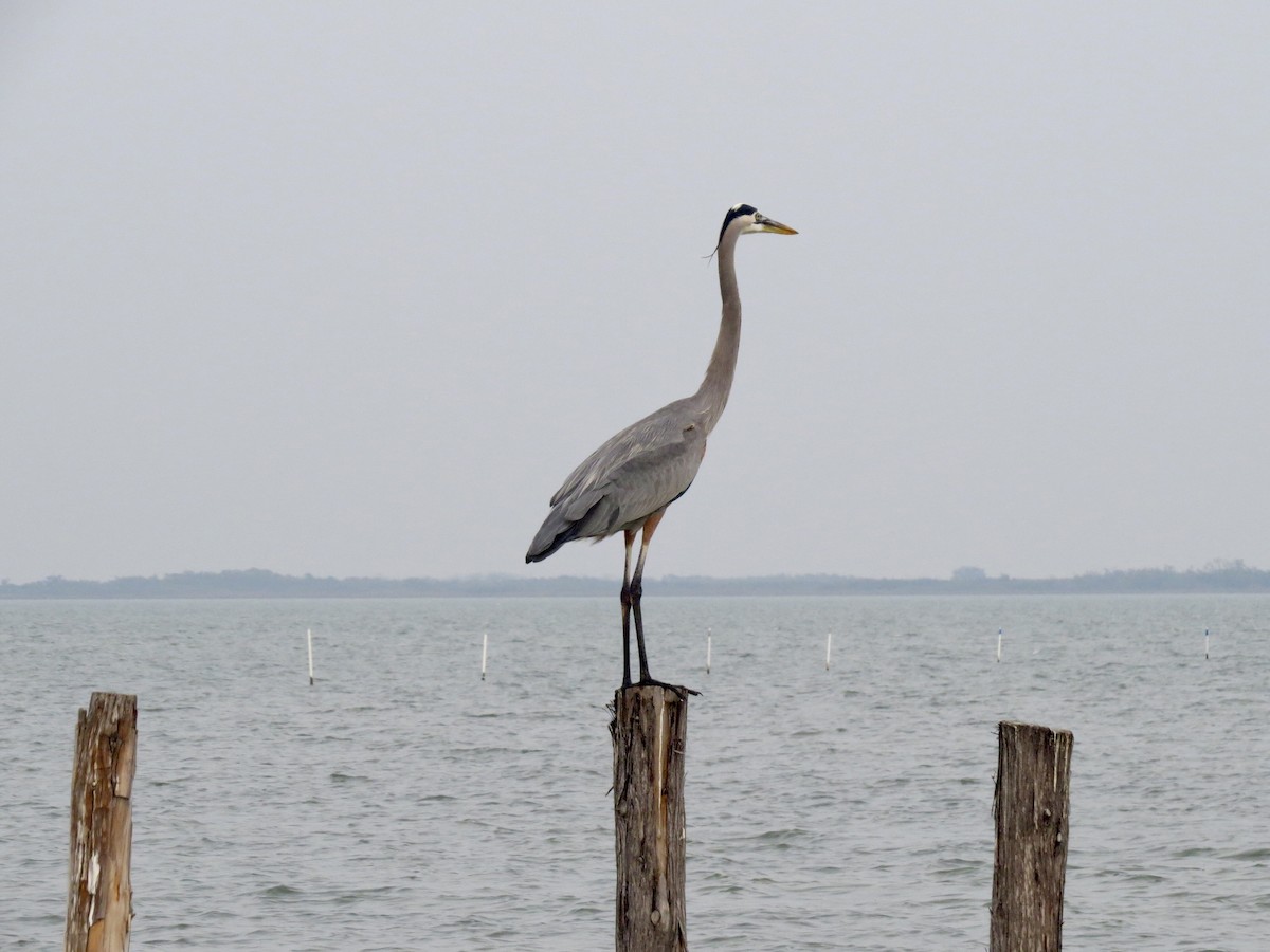 Great Blue Heron - ML643012764