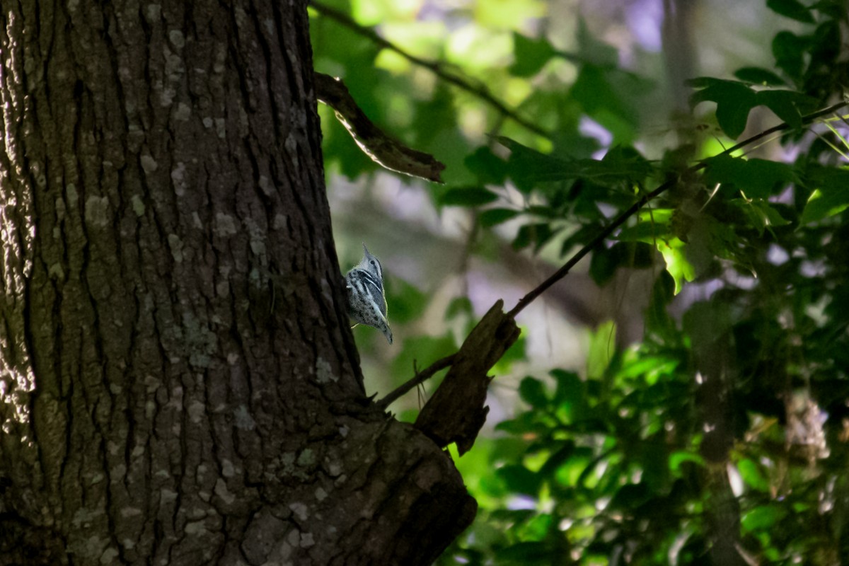 Black-and-white Warbler - ML643012769