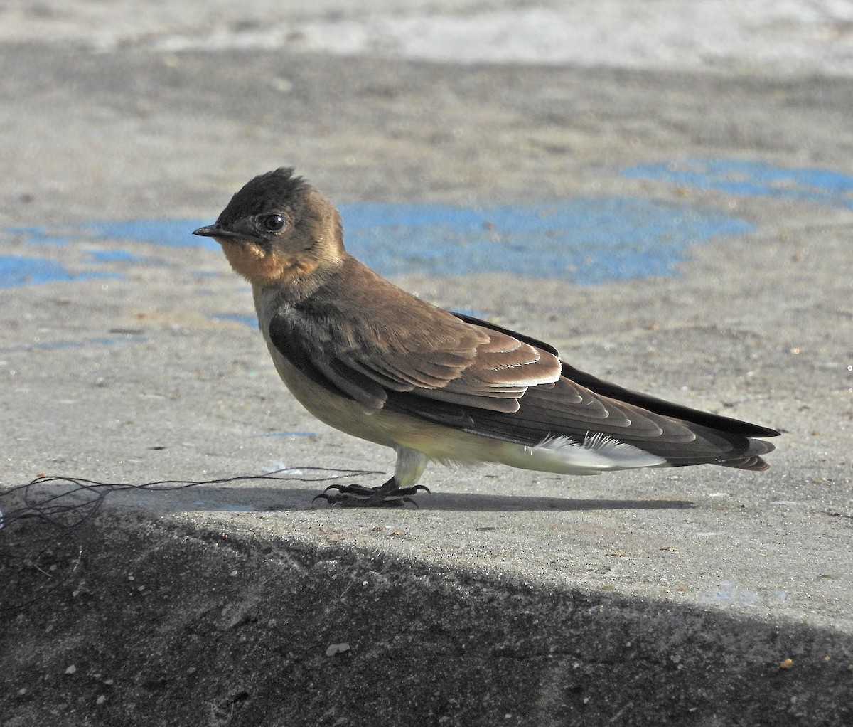 Southern Rough-winged Swallow - Sebastian Otero