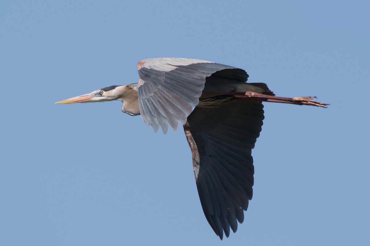 Great Blue Heron - ML643012793