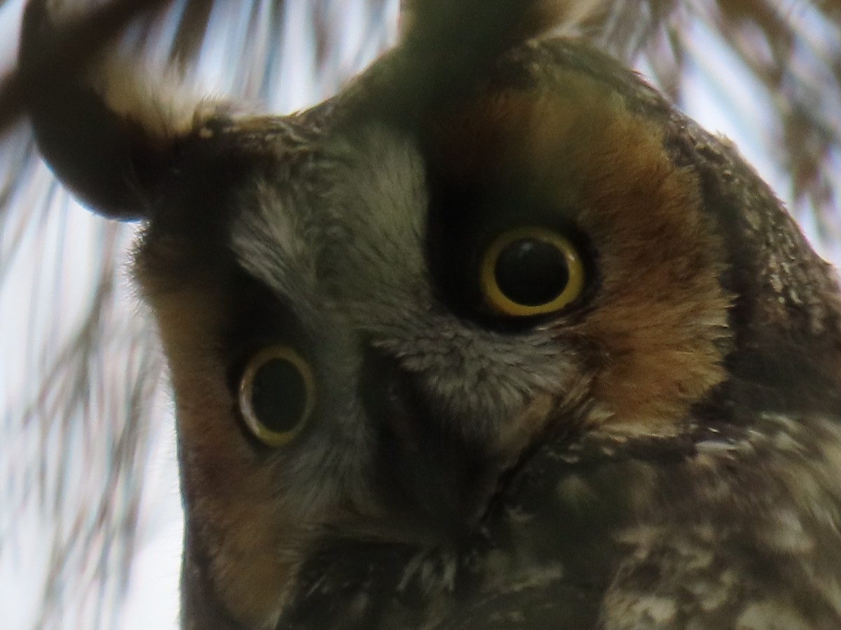 Long-eared Owl - ML643012823