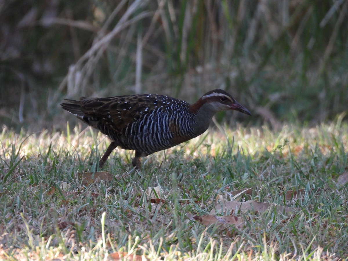 Buff-banded Rail - ML643012833