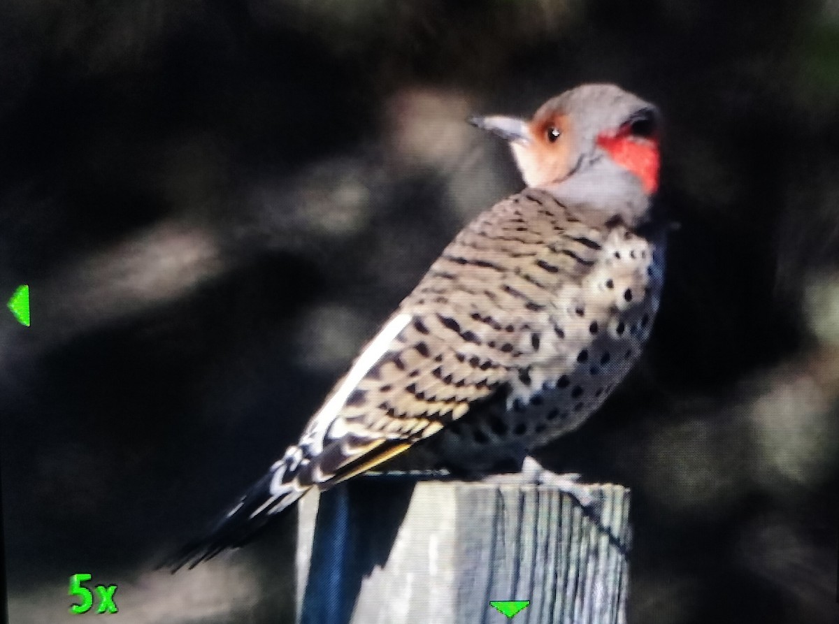 Northern Flicker (Yellow-shafted) - ML643012834