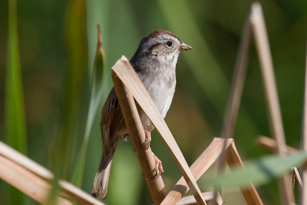 Swamp Sparrow - ML643012845