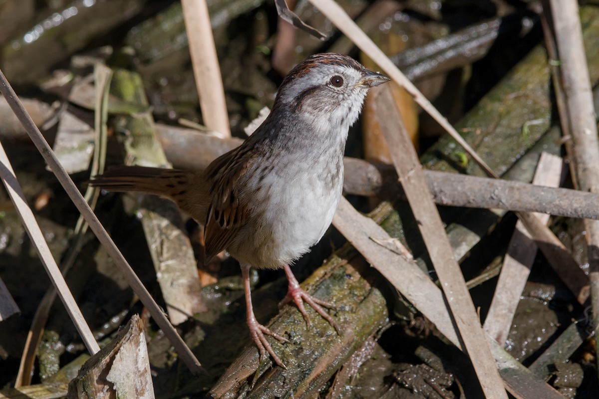 Swamp Sparrow - ML643012846