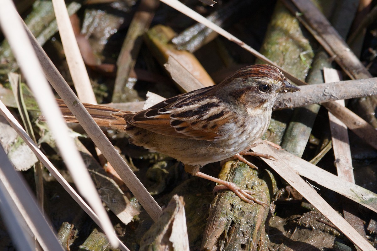 Swamp Sparrow - ML643012849