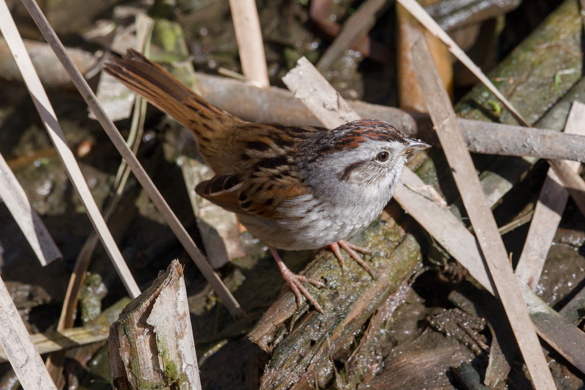 Swamp Sparrow - ML643012851