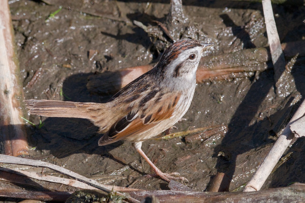 Swamp Sparrow - ML643012854