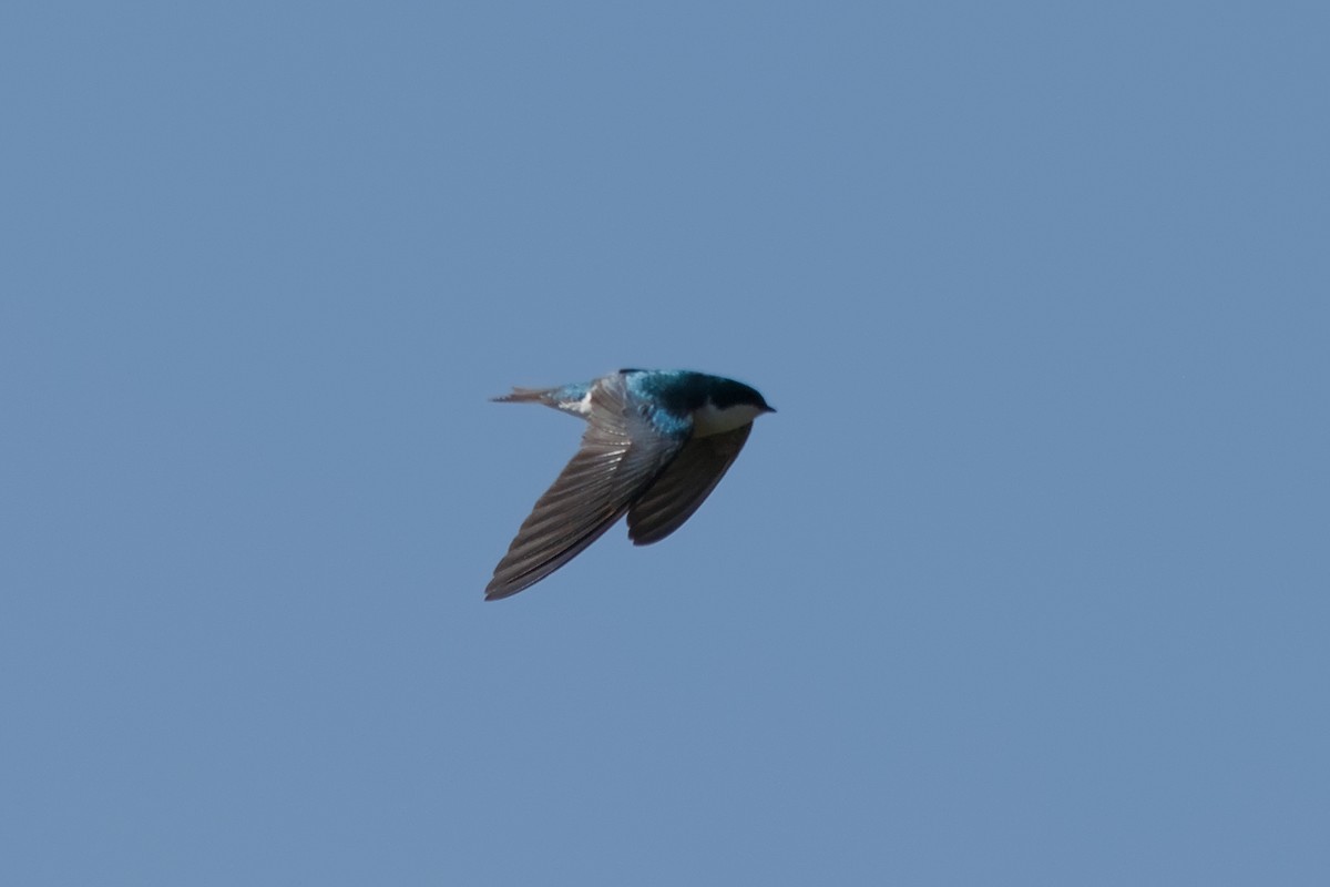 Tree Swallow - ML643012858