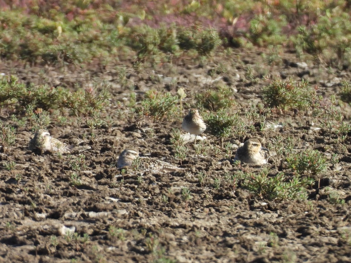Pacific Golden-Plover - ML643012865