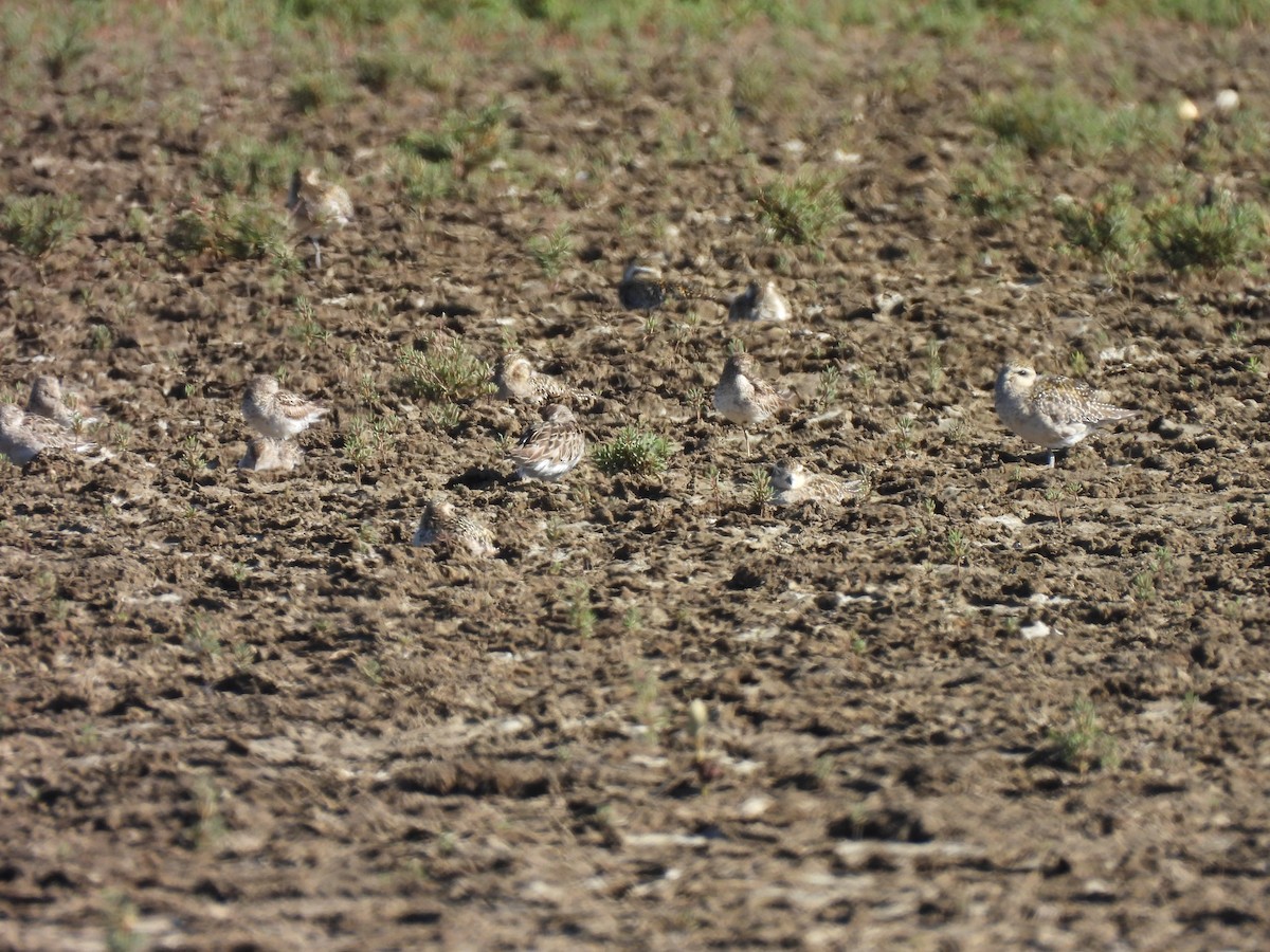 Pacific Golden-Plover - ML643012866