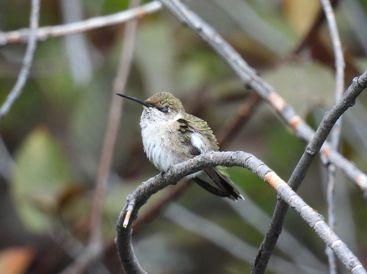 Black-chinned Hummingbird - ML643012868