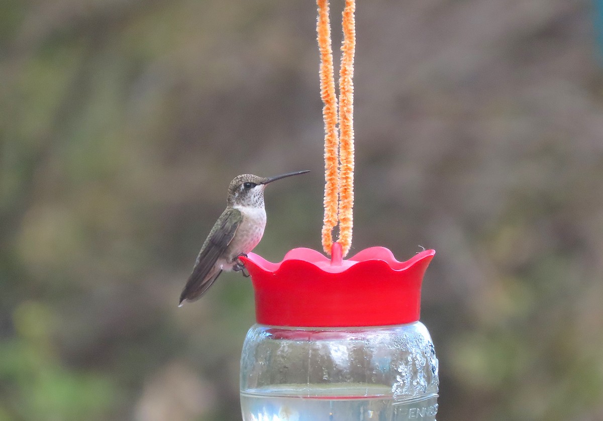 Black-chinned Hummingbird - ML643012876