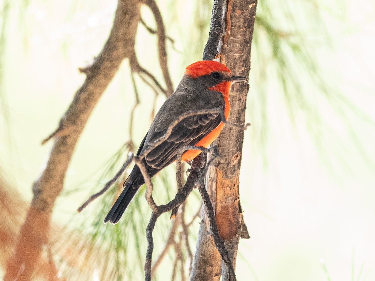 Vermilion Flycatcher - ML643012890