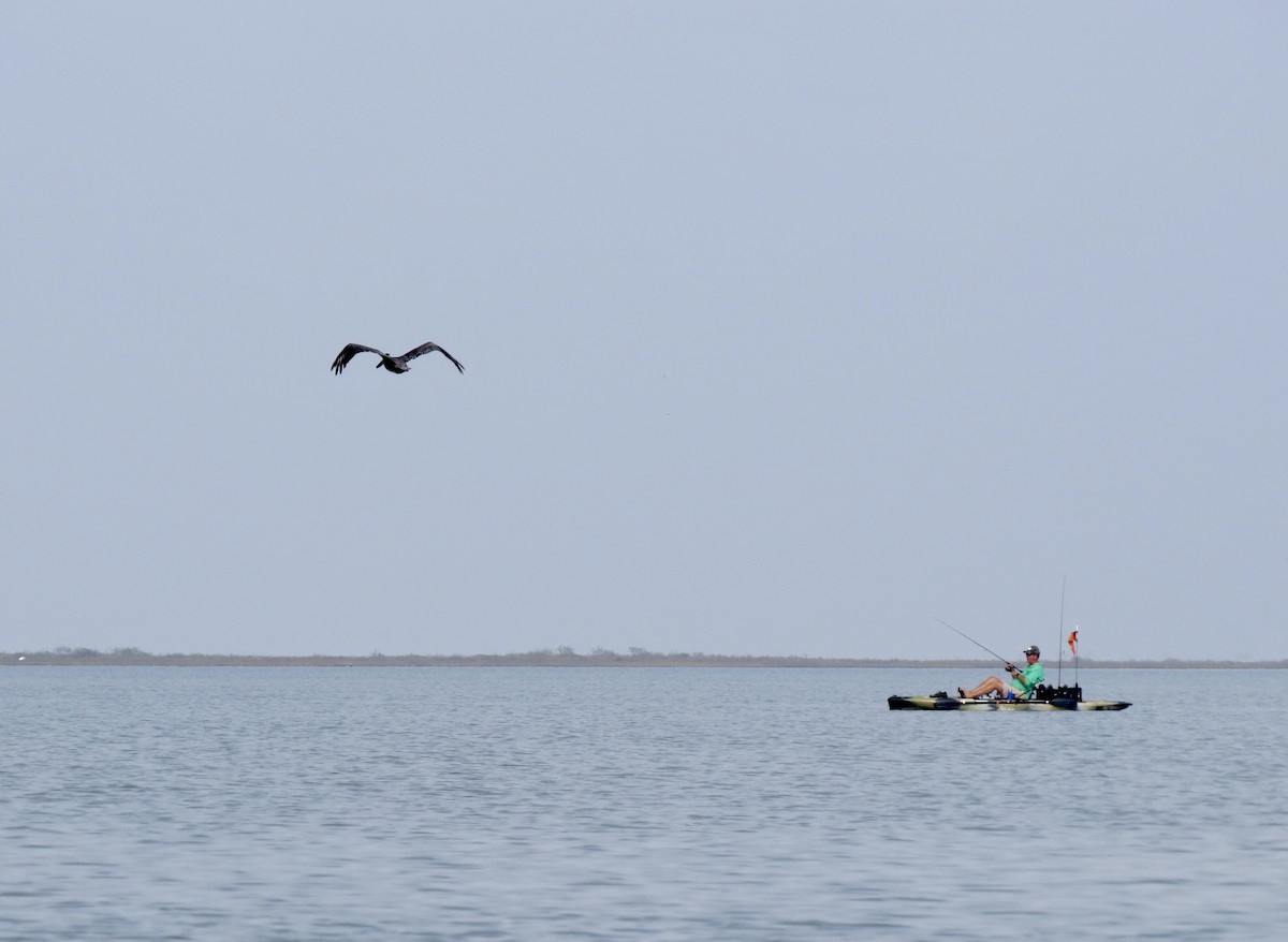 Brown Pelican - ML643012912