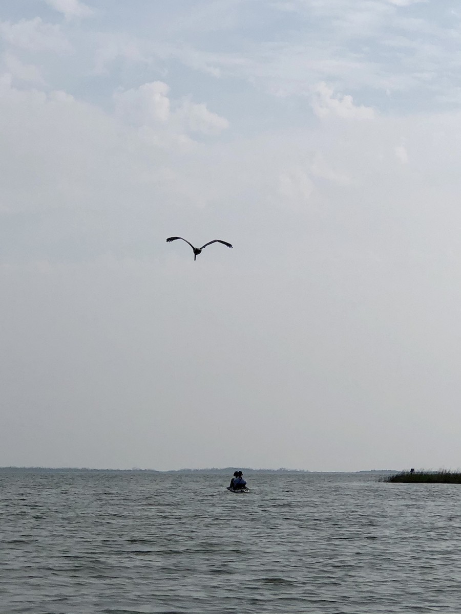 Brown Pelican - ML643012913