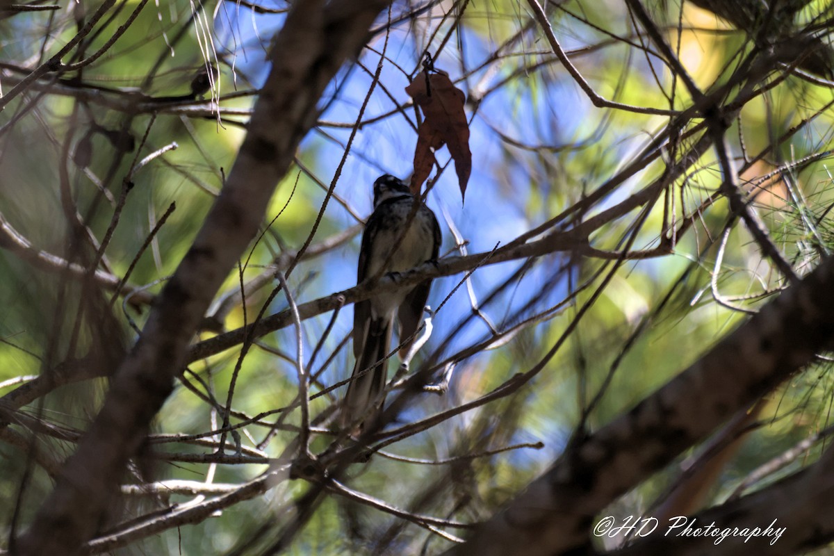 Gray Fantail - ML643012918