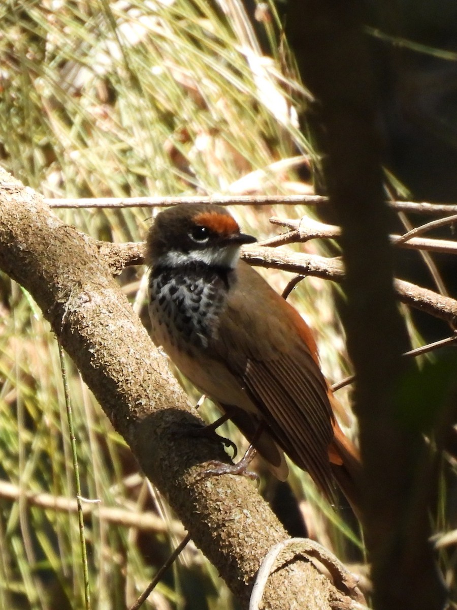 Australian Rufous Fantail - ML643012945