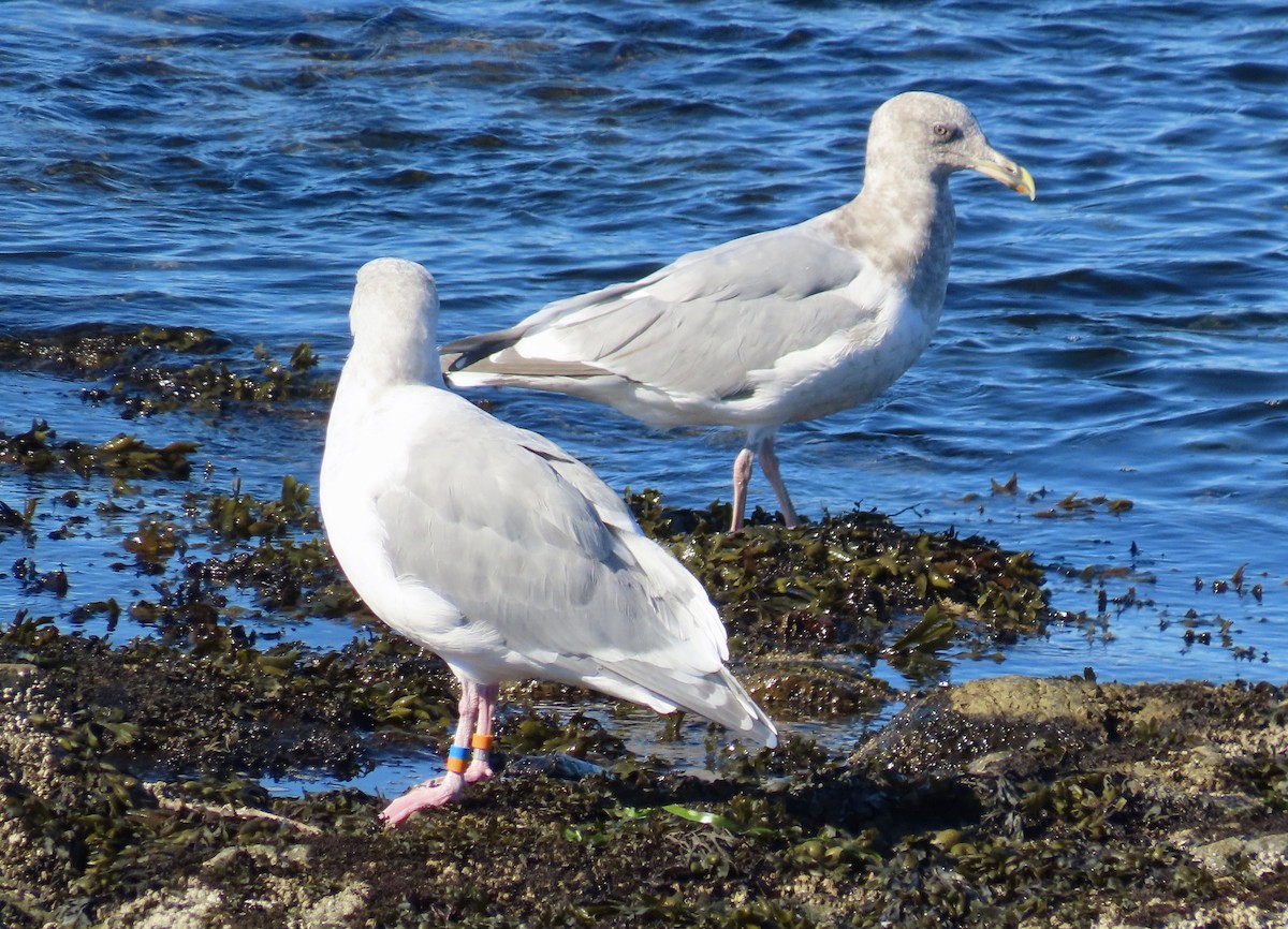 Glaucous-winged Gull - ML643012964