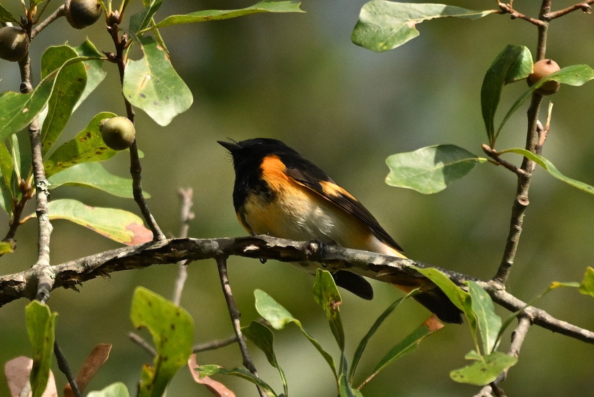 American Redstart - ML643012968