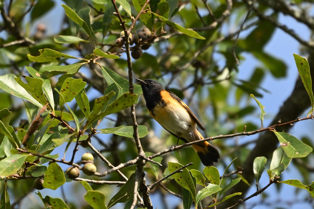 American Redstart - ML643012970