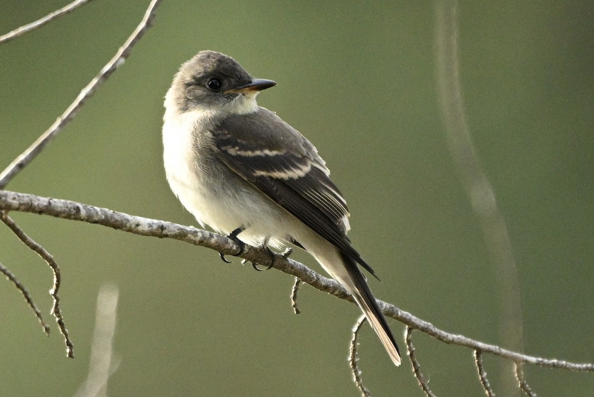 Eastern Wood-Pewee - ML643013036