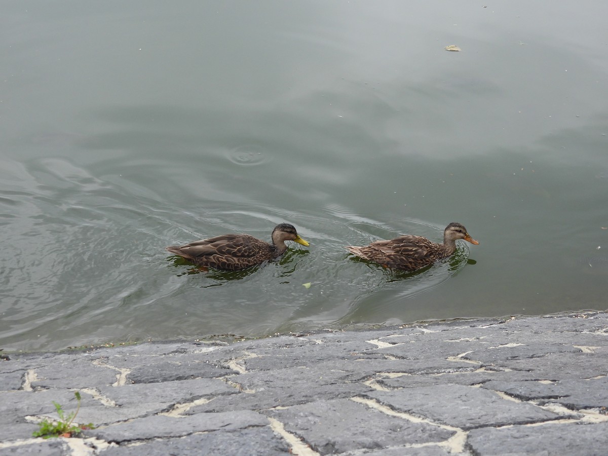 Mexican Duck - ML643013039