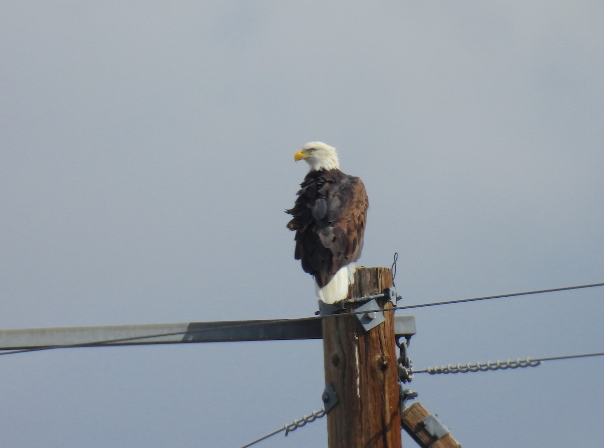 Bald Eagle - ML643013049