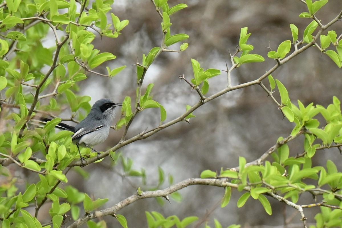 Masked Gnatcatcher - ML643013051