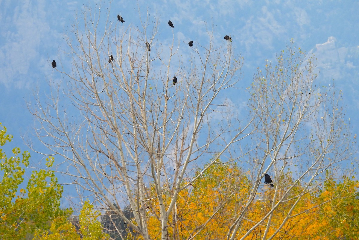 American Crow - ML643013052