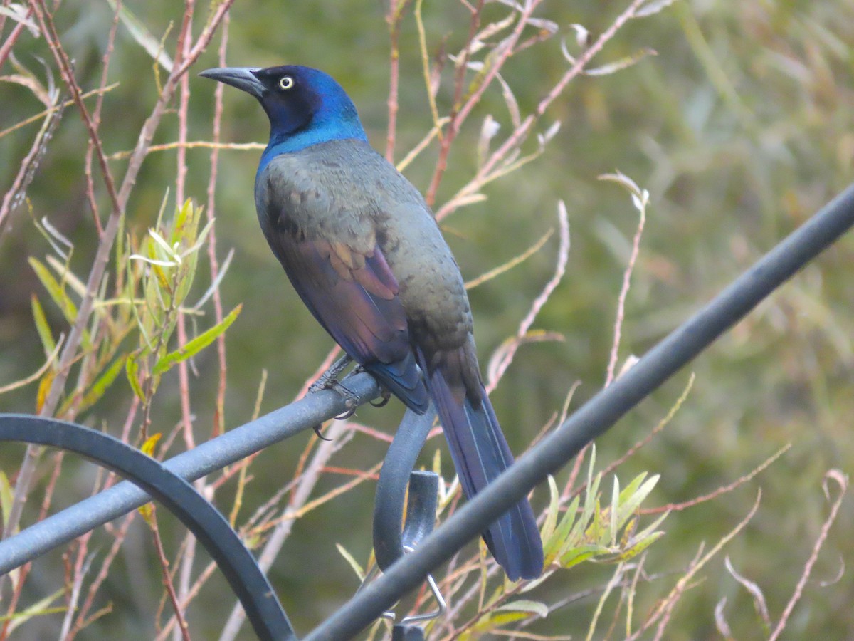 Common Grackle - ML643013056