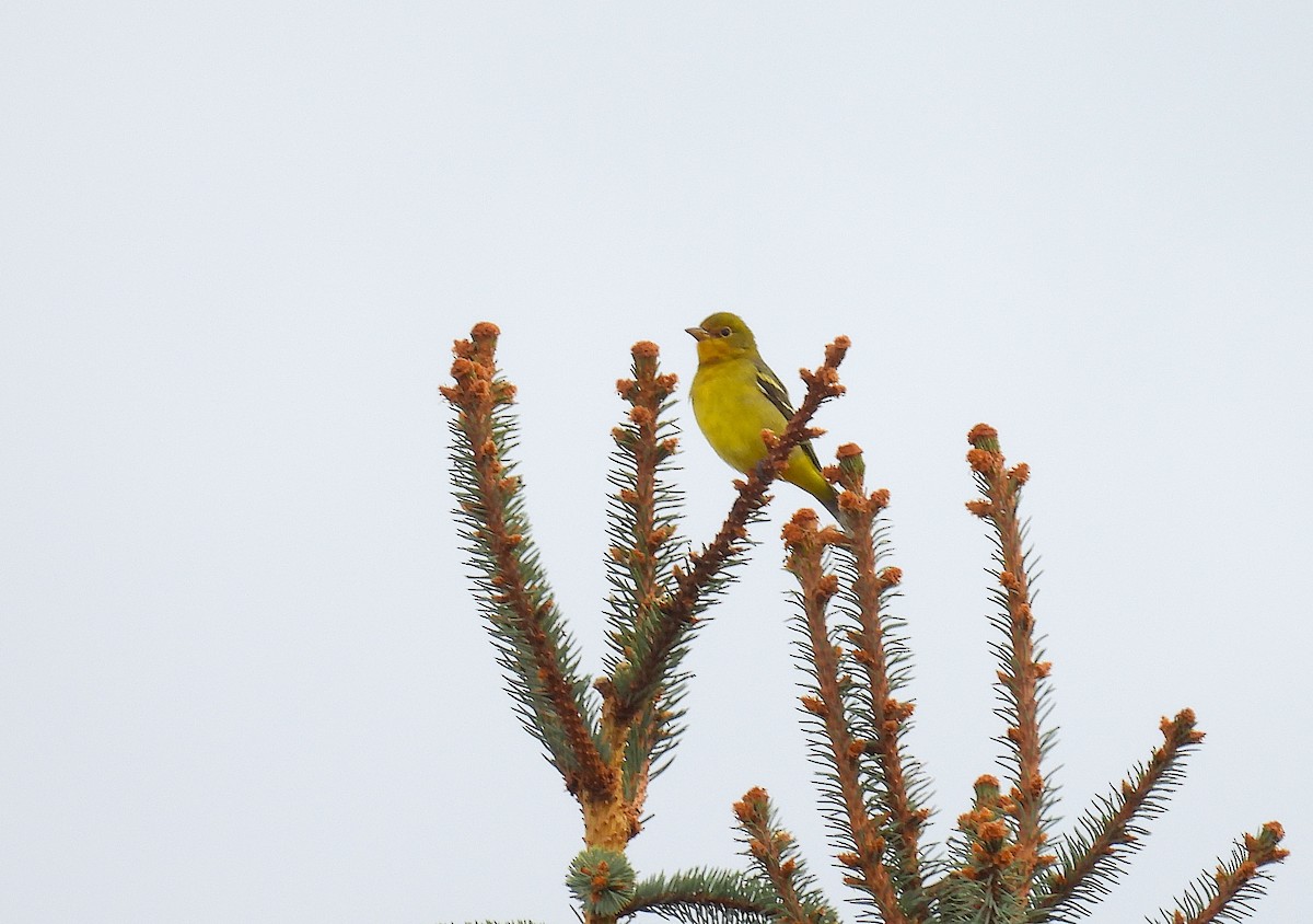 Western Tanager - ML643013058
