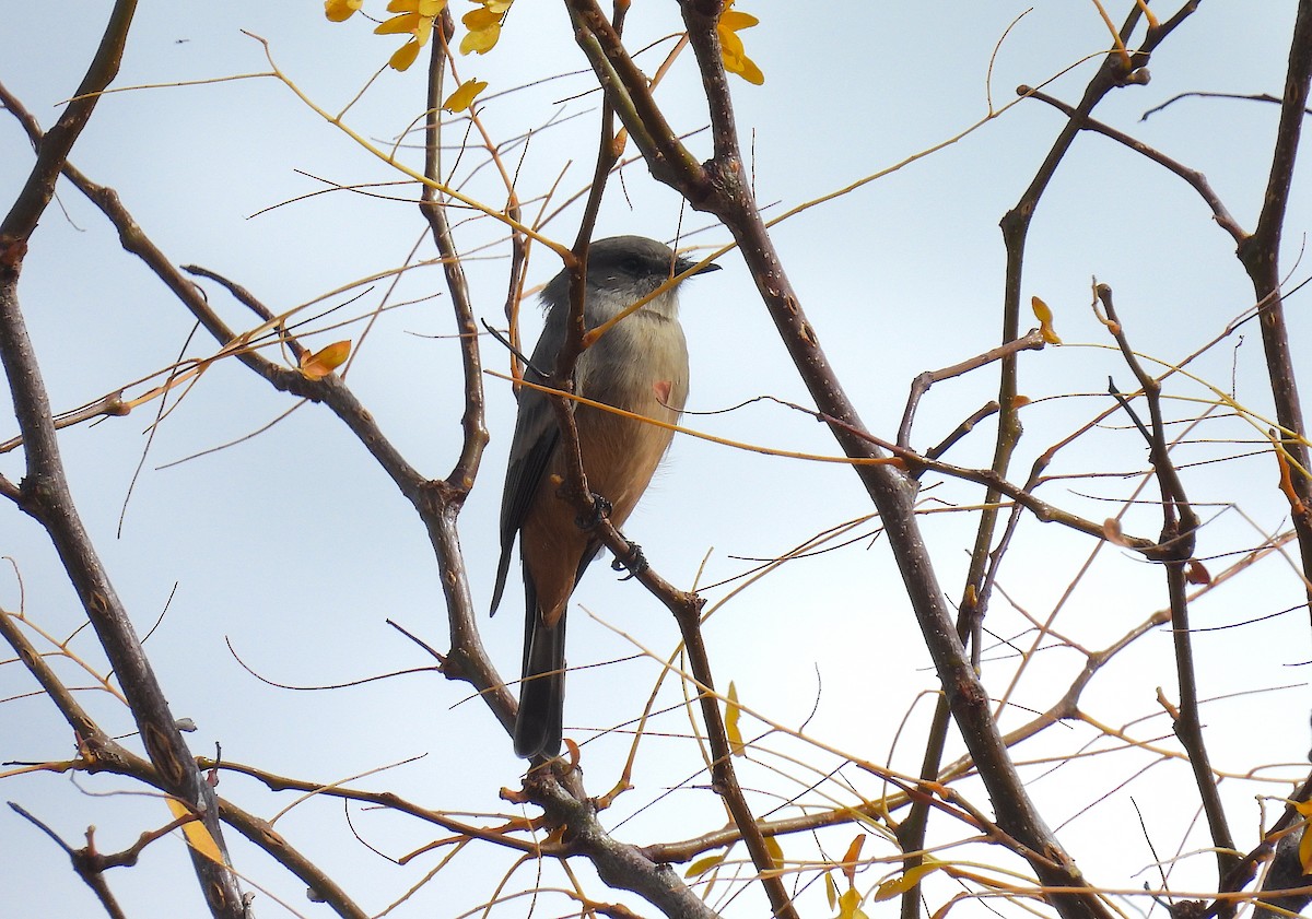Say's Phoebe - ML643013061
