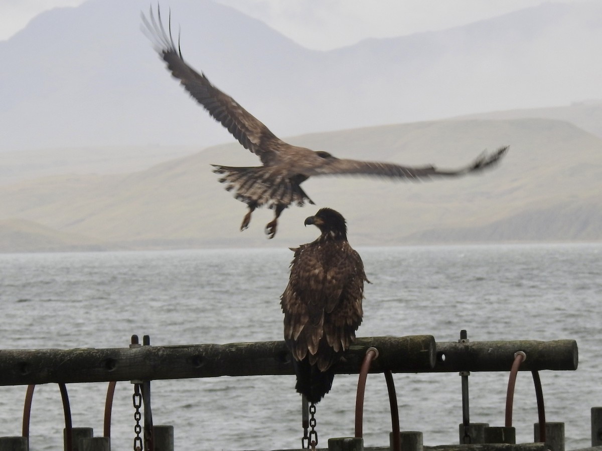 Bald Eagle - ML643013062